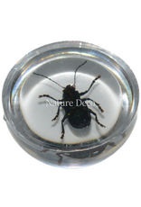 . Insect in druppel #9 ( kever )