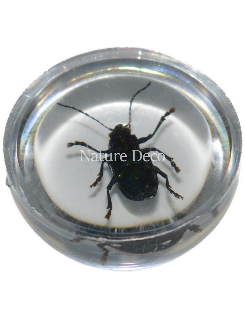 . Insect in drop #9 ( beetle )
