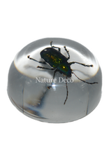 . Insect in drop #9 ( beetle )