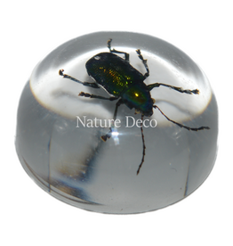 . Insect in druppel #9