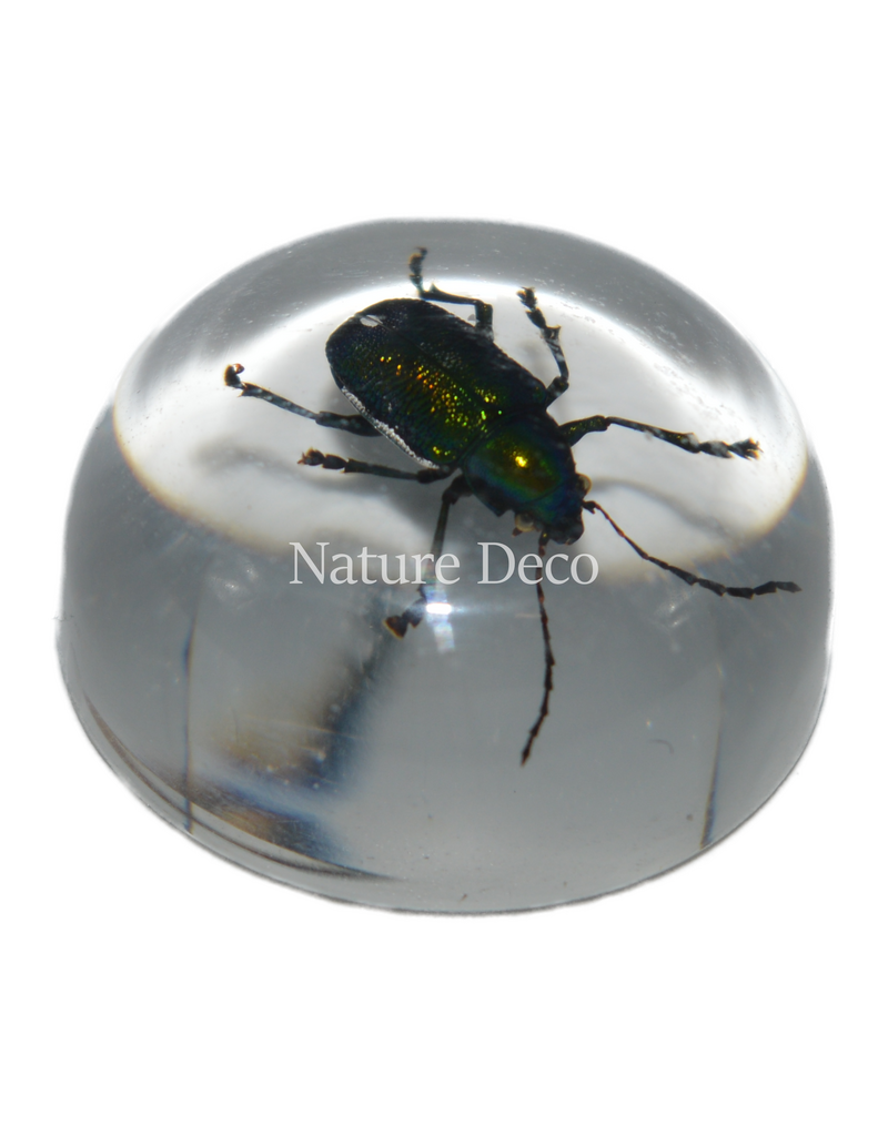 . Insect in drop #9 ( beetle )