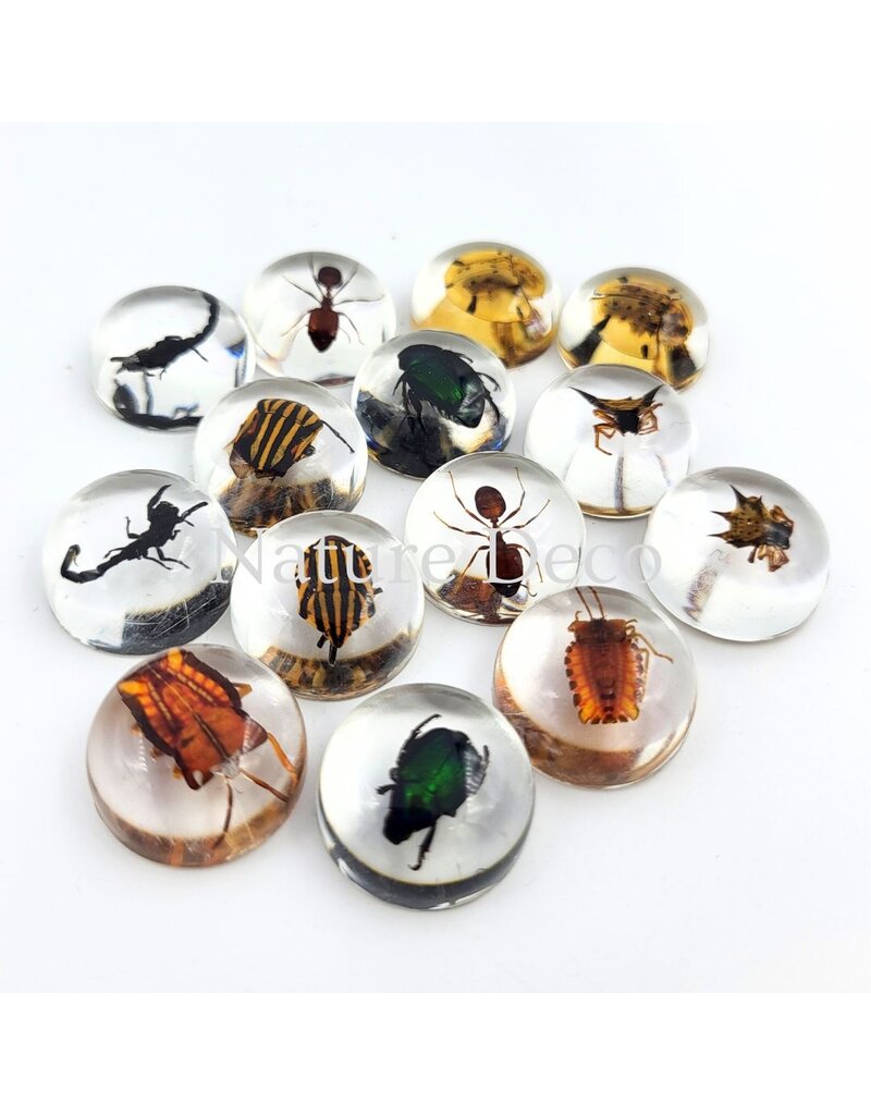 . Insect in drop #11 ( bee)