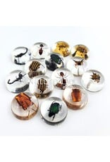 . Insect in drop #10 (blad beetle )