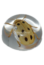 . Insect in druppel #10 ( bladkever )