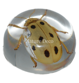. Insect in drop #10