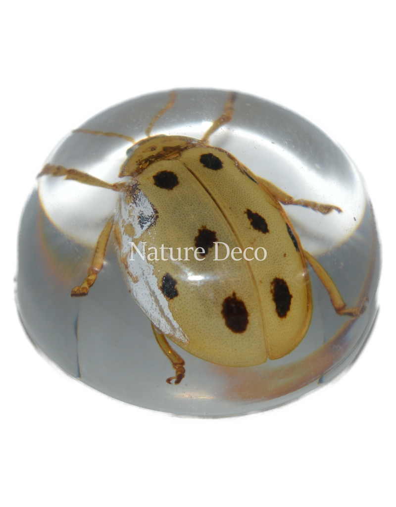 . Insect in drop #10 (blad beetle )