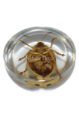. Insect in drop #10 (blad beetle )