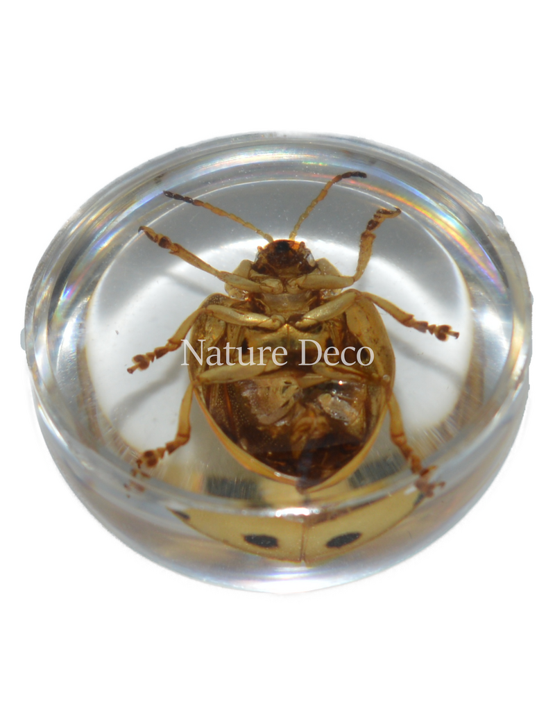 . Insect in drop #10 (blad beetle )