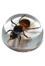 . Insect in drop #11 ( bee)