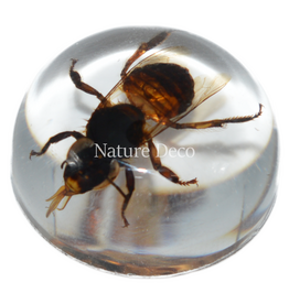 . Insect in druppel #11