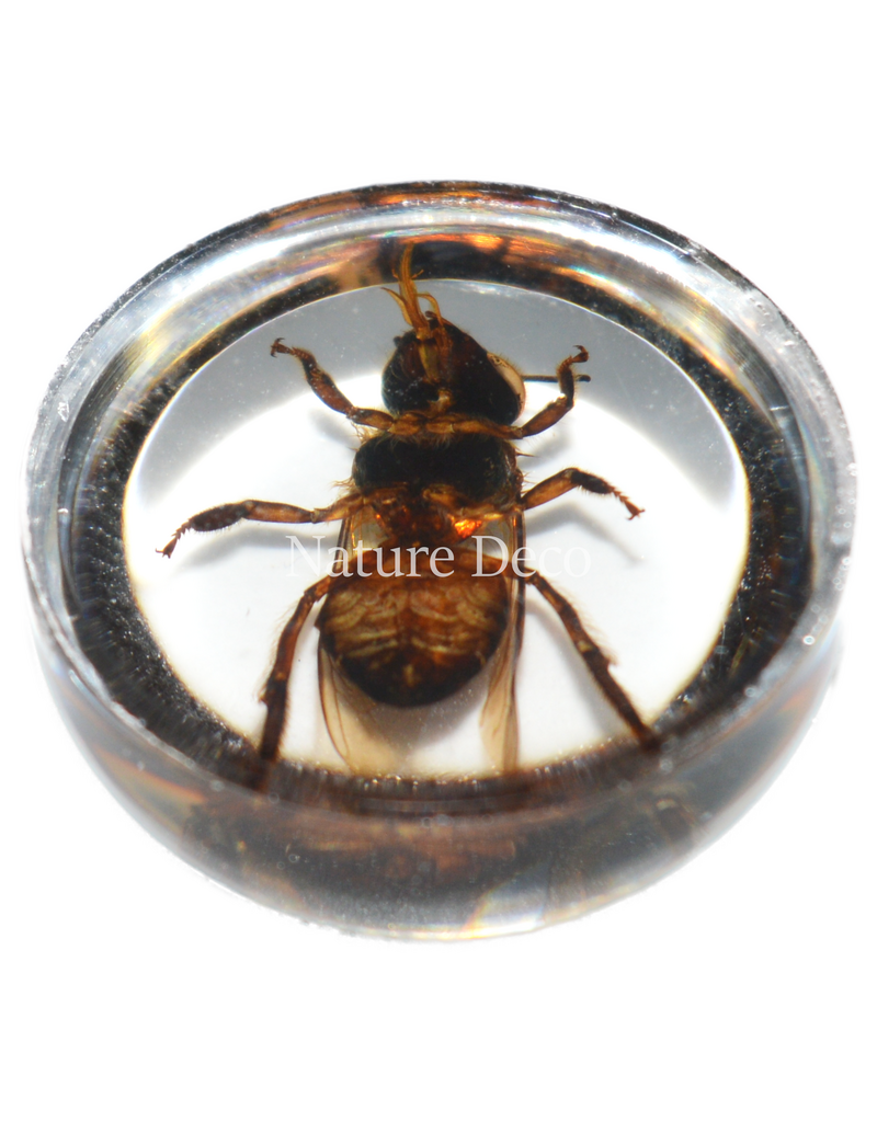 . Insect in drop #11 ( bee)