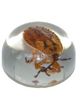 . Insect in drop #12 ( wants  )