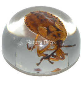 . Insect in druppel #12