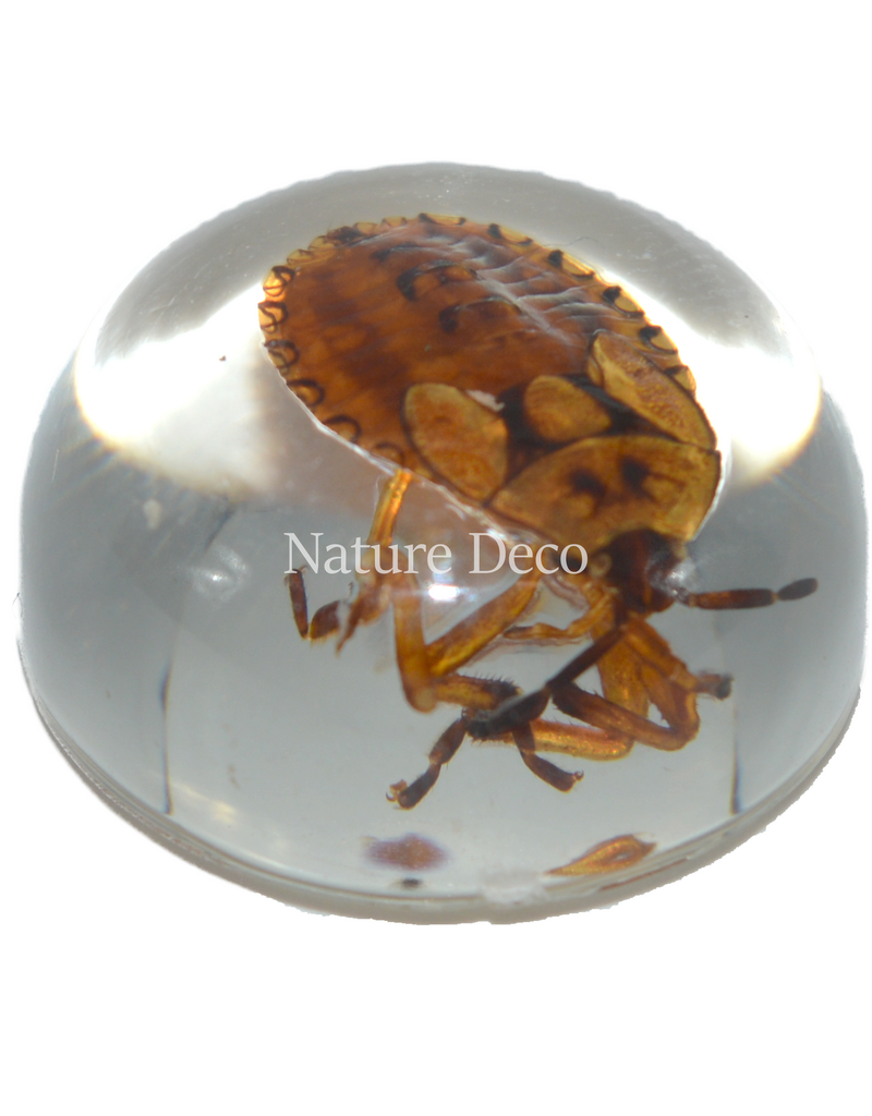 . Insect in drop #12 ( wants  )
