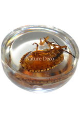 . Insect in drop #12 ( wants  )