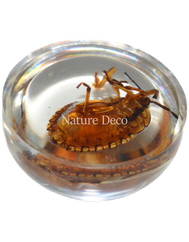 . Insect in drop #12 ( wants  )