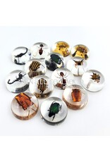 . Insect in drop #13 ( wasp  )