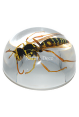 . Insect in drop #13 ( wasp  )