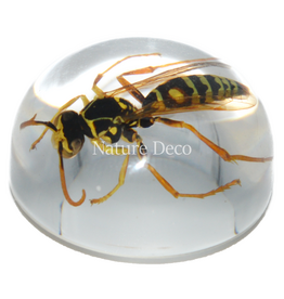 . Insect in drop #13