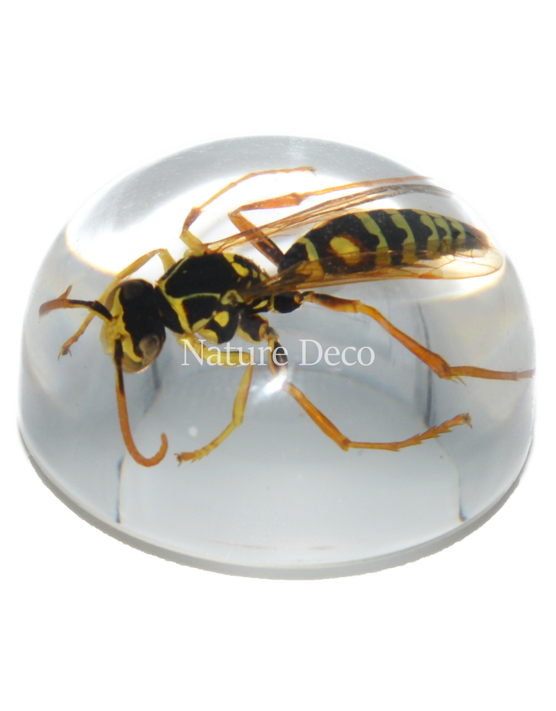 . Insect in drop #13 ( wasp  )