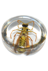 . Insect in drop #13 ( wasp  )