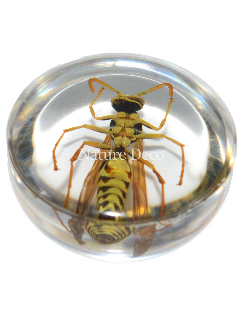 . Insect in drop #13 ( wasp  )