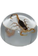 . Insect in druppel #14 ( schorpioen )