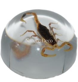 . Insect in druppel #14