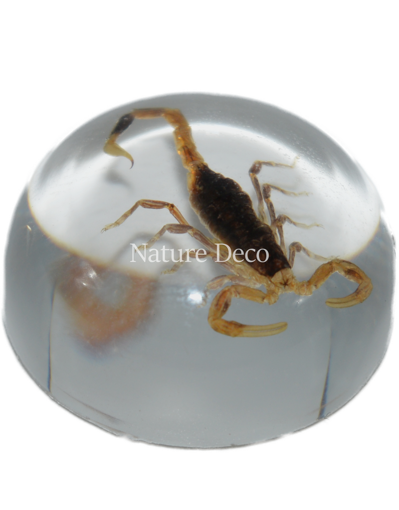 . Insect in drop #14 ( scorpion  )