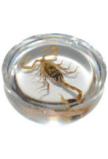 . Insect in druppel #14 ( schorpioen )