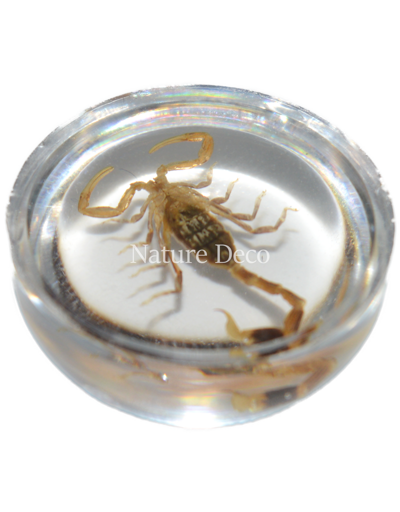 . Insect in drop #14 ( scorpion  )