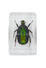 . Small green rose chafer beetle in resin rectangle