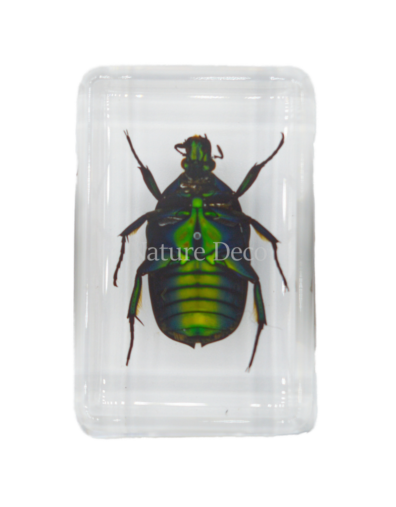 . Small green rose chafer beetle in resin rectangle