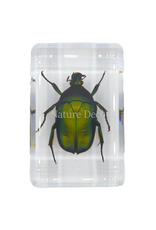 . Small green rose chafer beetle in resin rectangle