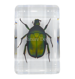 . Small green rose chafer beetle in resin rectangle