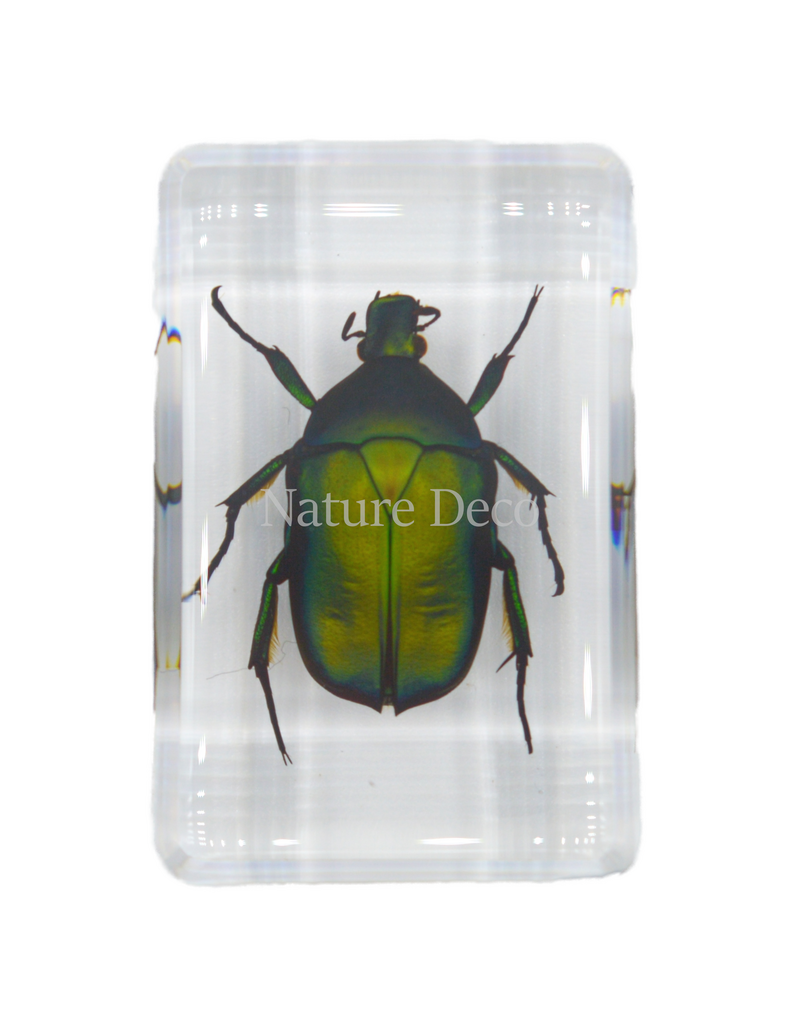 . Small green rose chafer beetle in resin rectangle