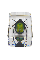 . Small green rose chafer beetle in resin rectangle