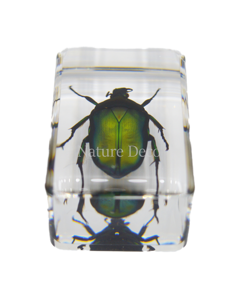. Small green rose chafer beetle in resin rectangle