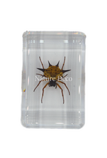 . Spiny spider  in resin  3 x 4,5 x 2 cm