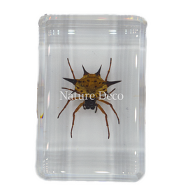 . Spiny spider  in resin lang
