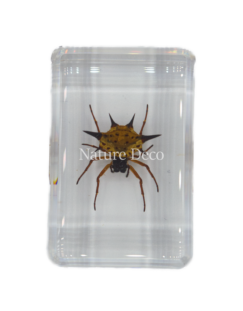 . stekelige spin in hars 3 x 4,5 x 2 cm