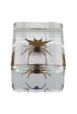 . Spiny spider  in resin  3 x 4,5 x 2 cm