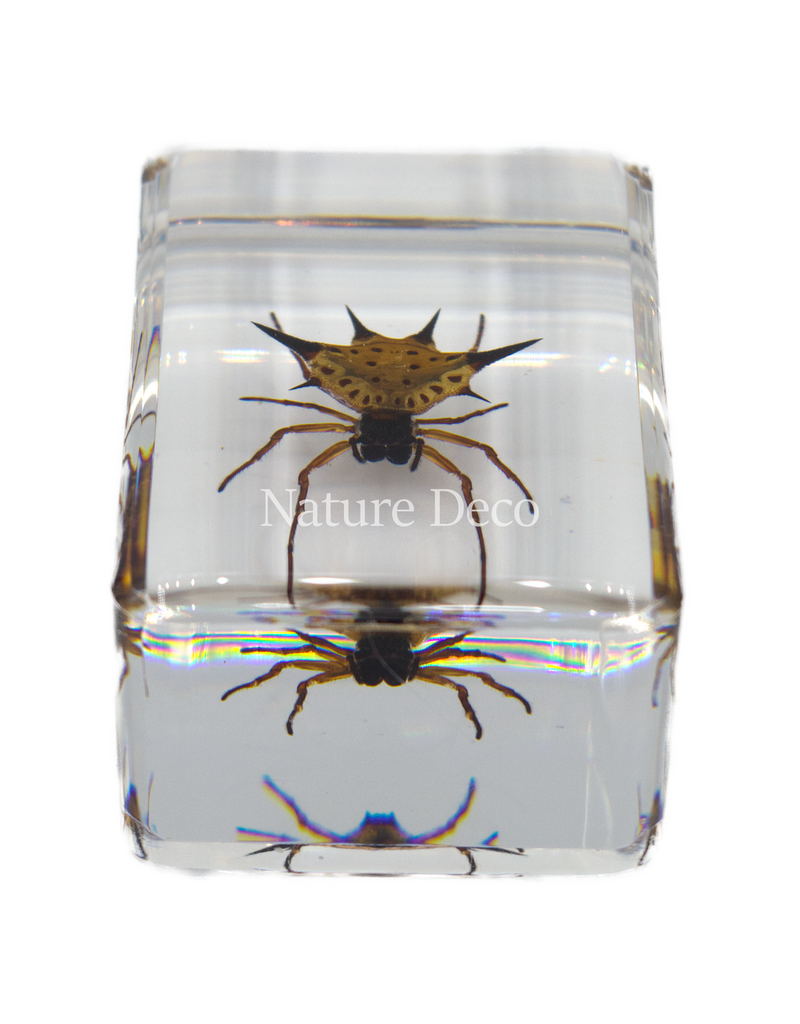 . Spiny spider  in resin  3 x 4,5 x 2 cm