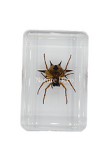 . stekelige spin in hars 3 x 4,5 x 2 cm