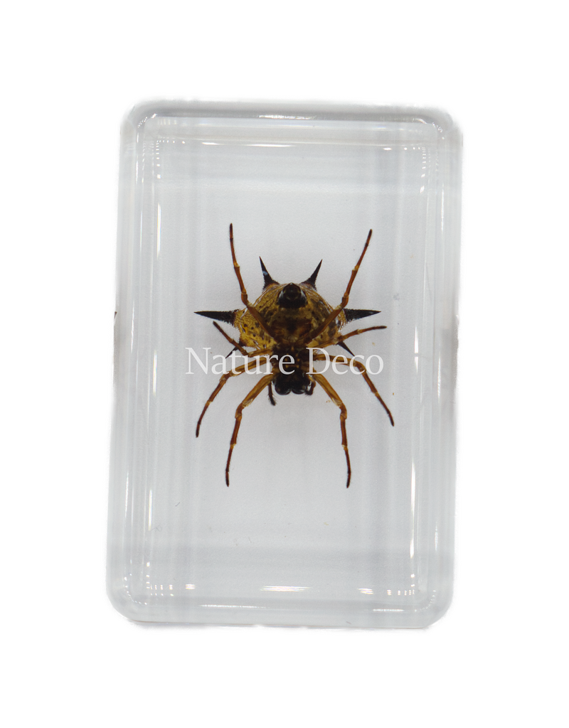 . Spiny spider  in resin  3 x 4,5 x 2 cm