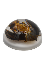 . Vleermuis in hars dome