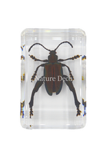 . sagra femorata ( frog leg beetle ) in resin