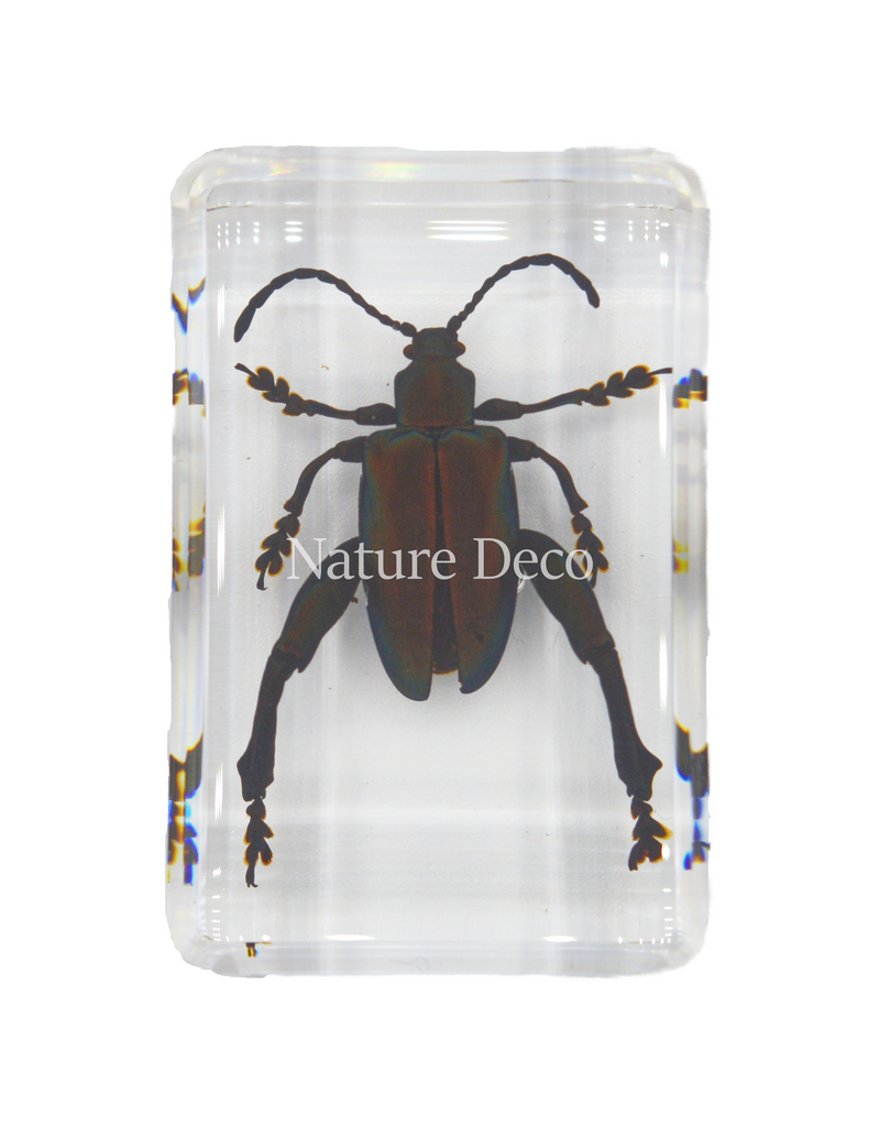 . sagra femorata ( frog leg beetle ) in resin