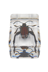 . sagra femorata ( frog leg beetle ) in resin