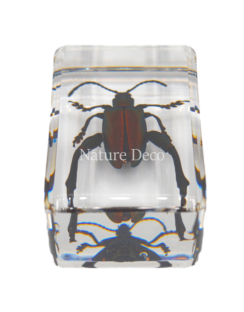. sagra femorata ( frog leg beetle ) in resin